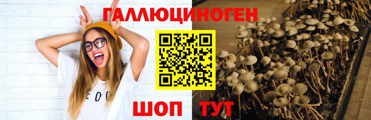 Рославль  Псилоцибиновые грибы прущие грибы  Вход с VPN 